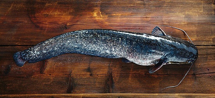 wholesale-freshly-caught-catfish-on-a-wooden-board